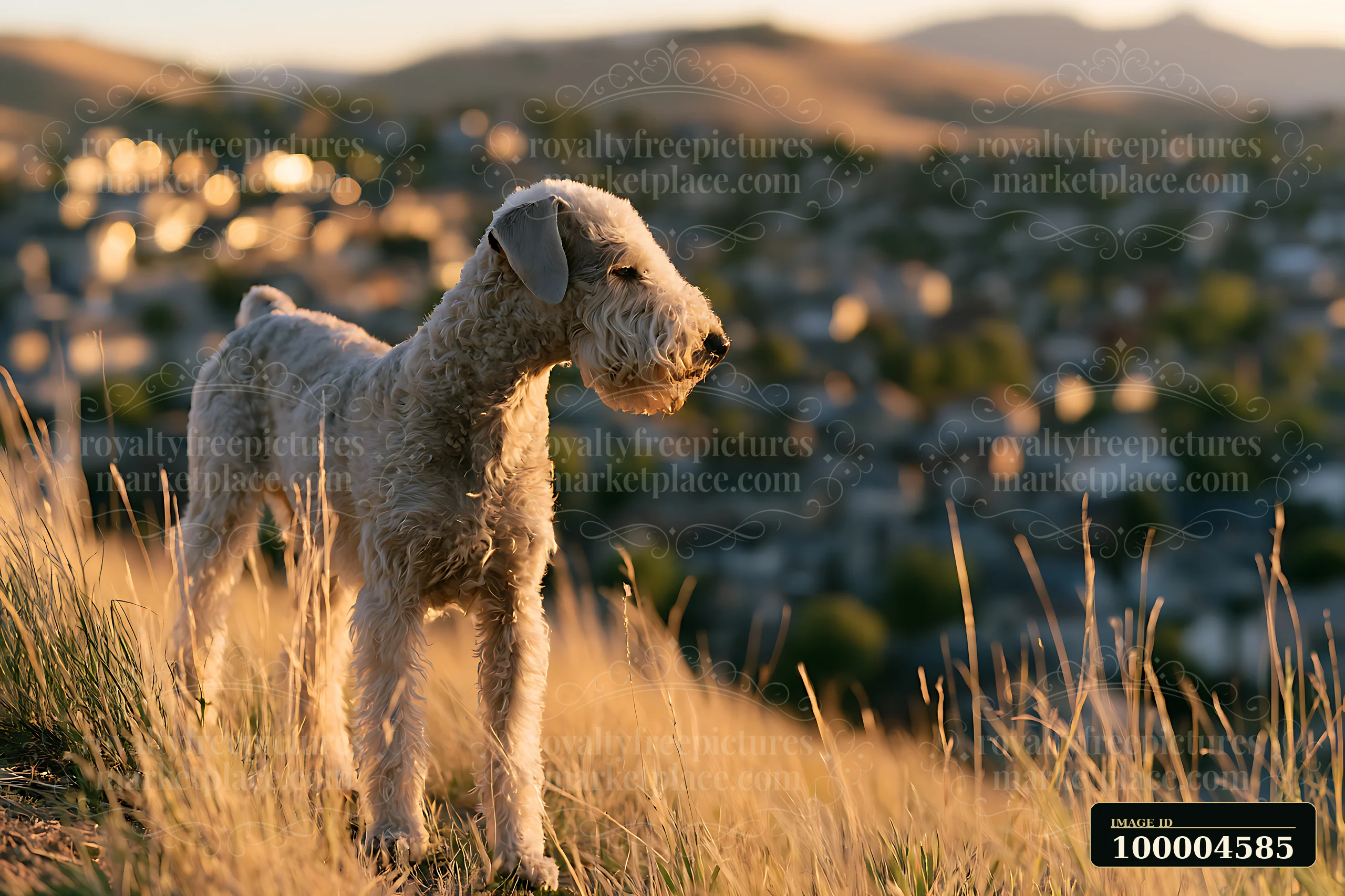 An uncommon dog breed stands on a hilltop, looking out over a scenic view at sunset, with distant homes visible in the background and grass surrounding it.