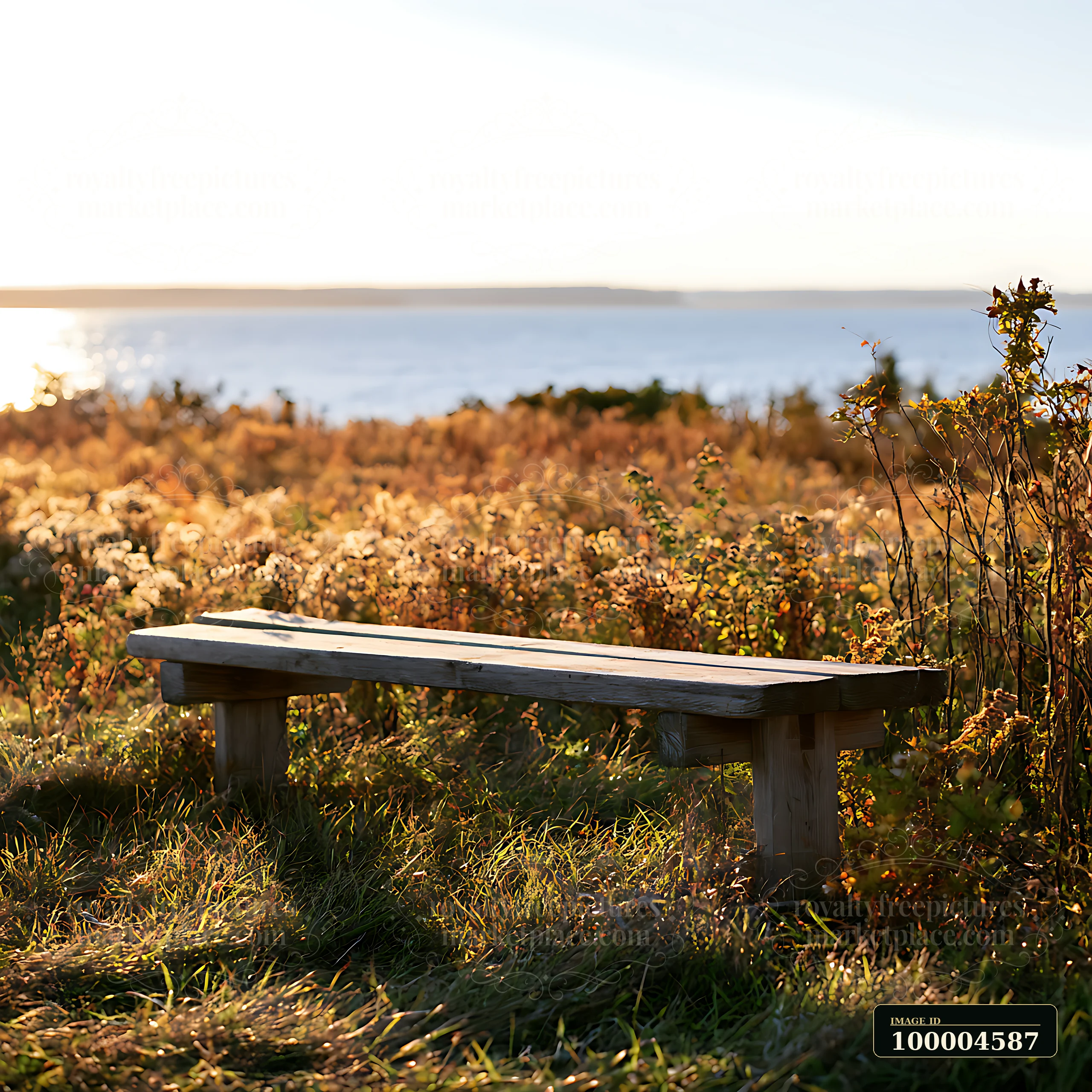 Empty wooden bench overlooking a sunlit autumn coastal meadow with fading flowers and calm water beyond.