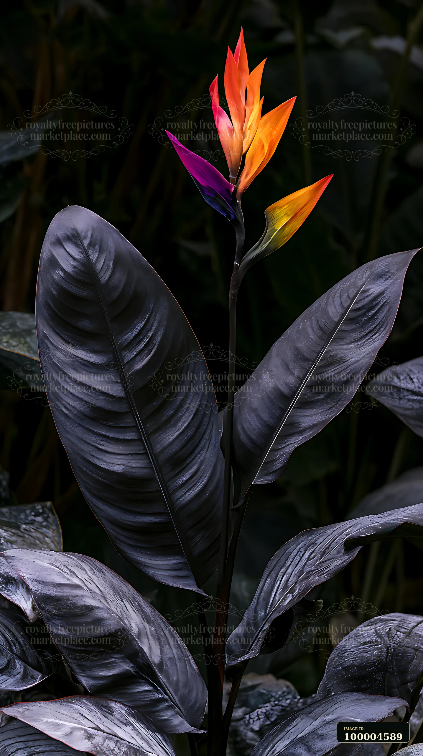 Colorful tropical flower with rainbow petals rises among broad dark leaves in a moody botanical setting.
