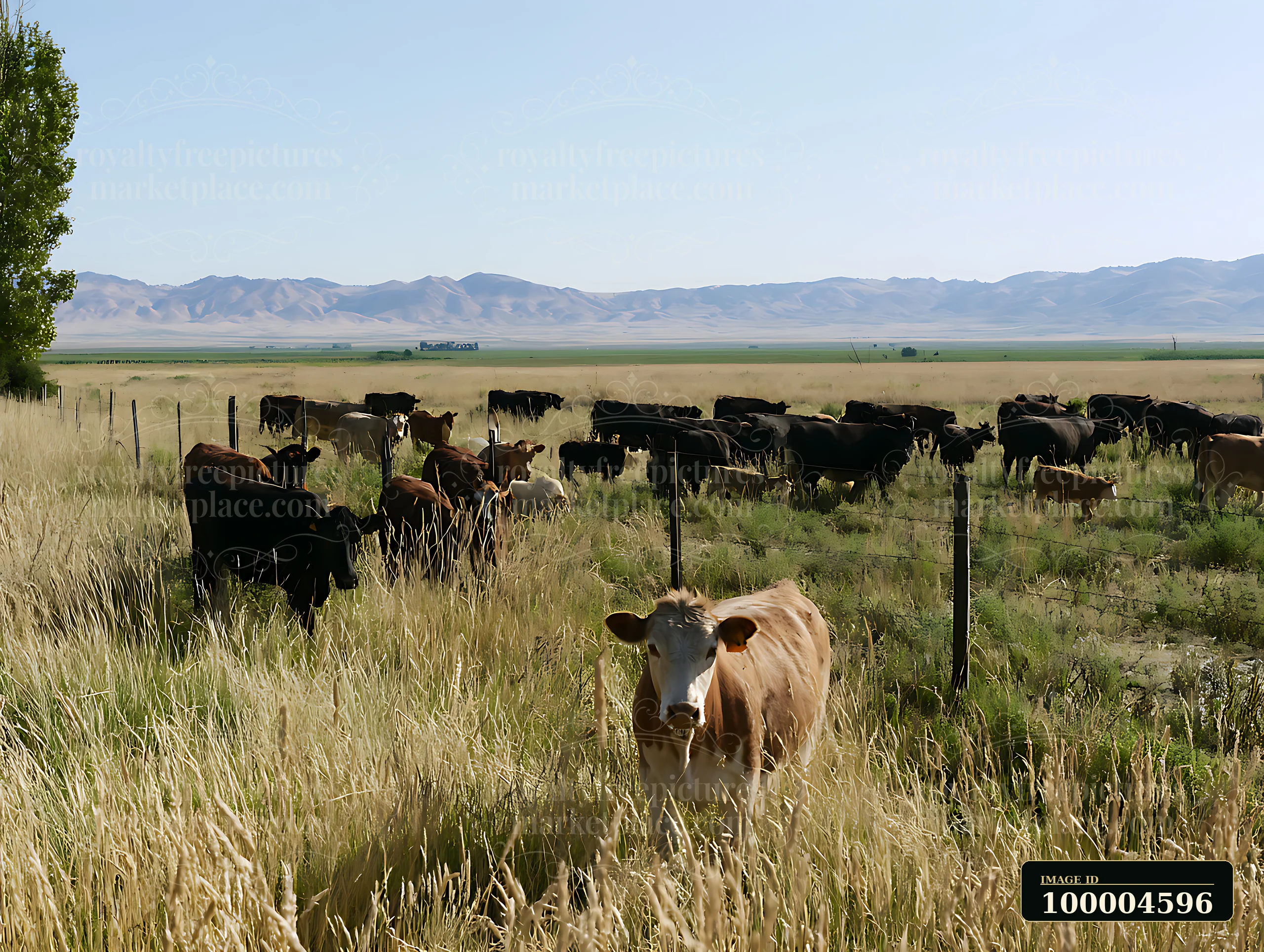 Cattle graze in tall grass behind a fence, with open fields and a mountain range under bright summer sunlight.