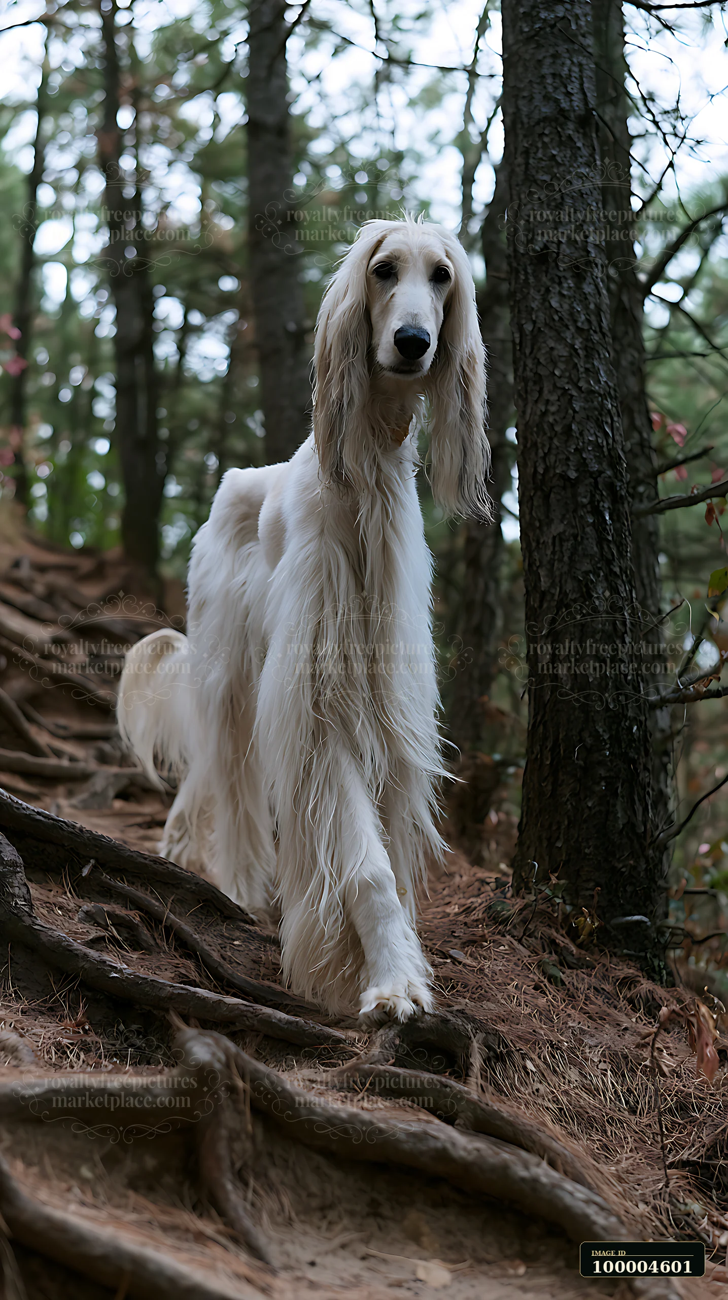 Long-haired white dog stands on a root-covered trail in a pine forest.