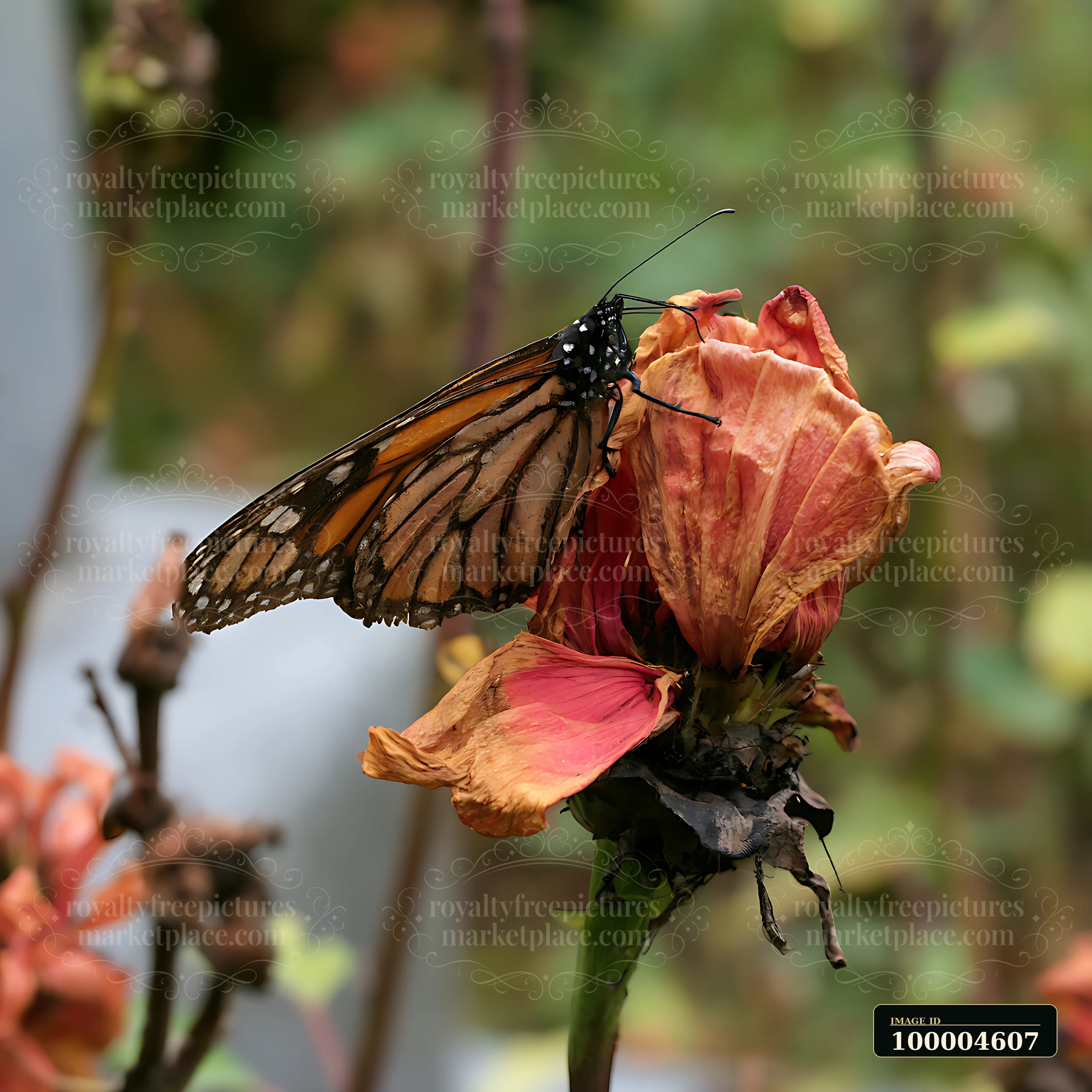 A butterfly rests on a wilted flower in a graveyard, surrounded by other faded blooms.