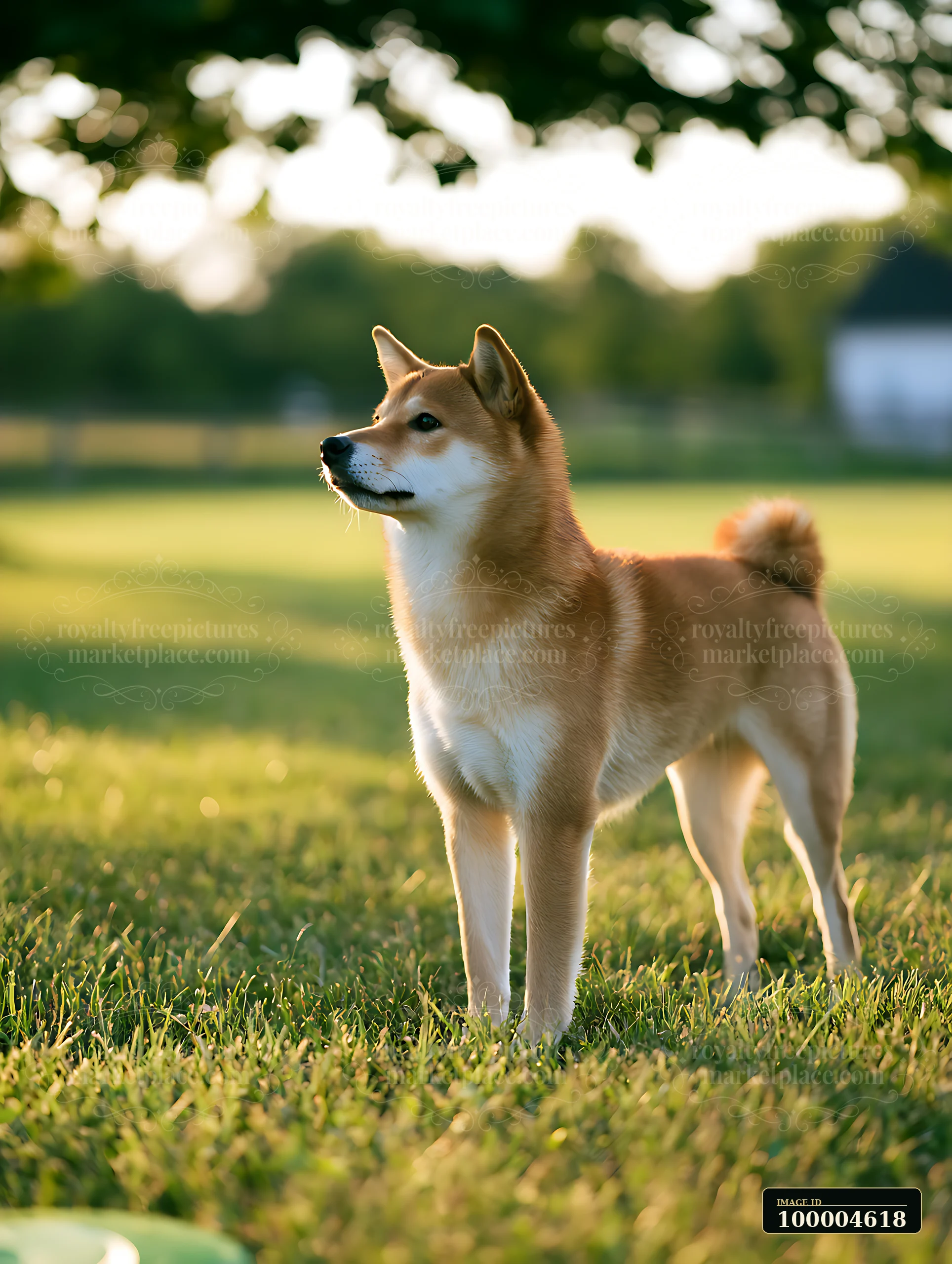 A Shiba Inu stands on a green lawn under the sunlight.