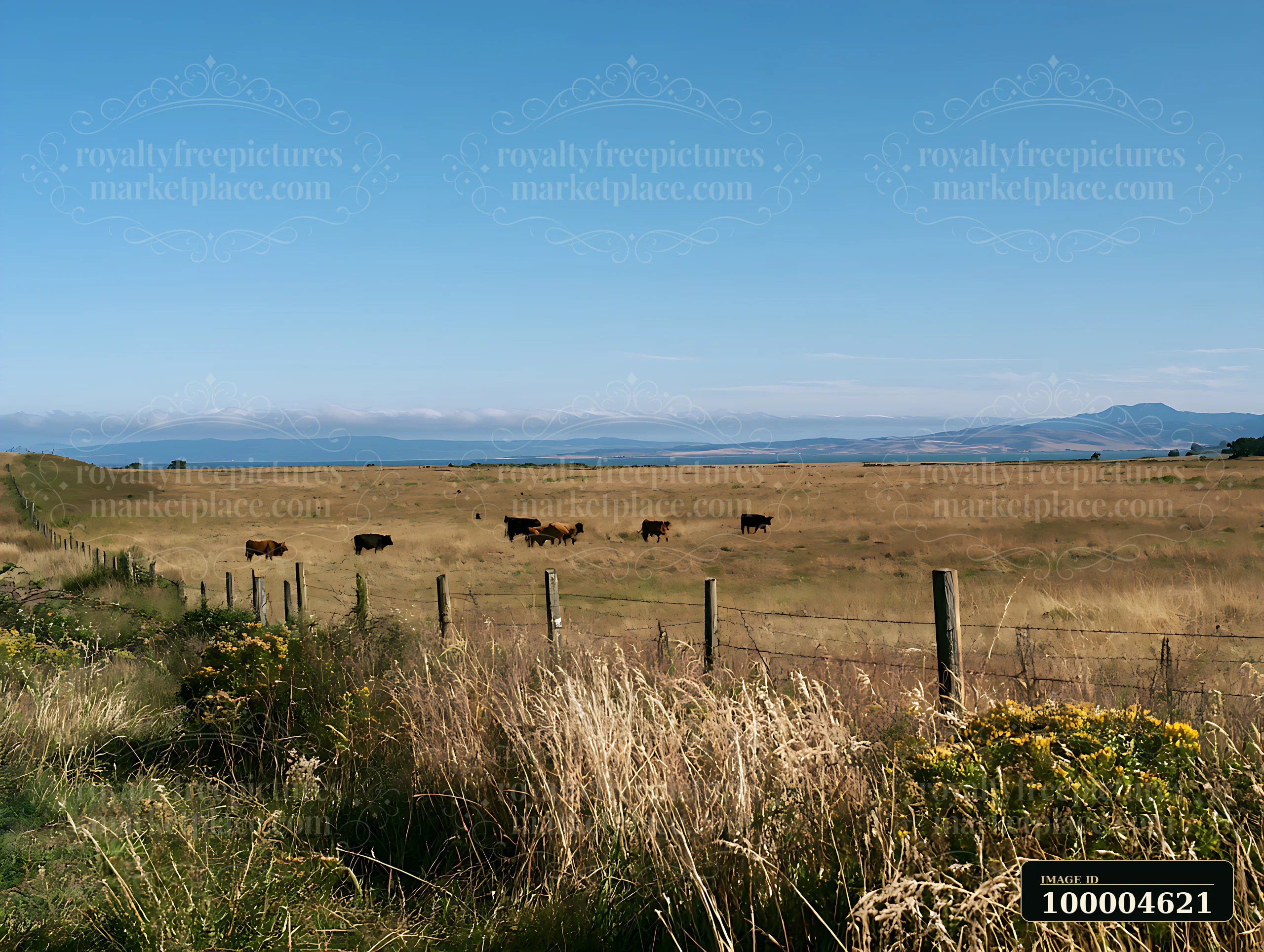 Cattle graze in sunlit grassland behind a wire fence, with blue water and distant mountains beneath a clear sky.
