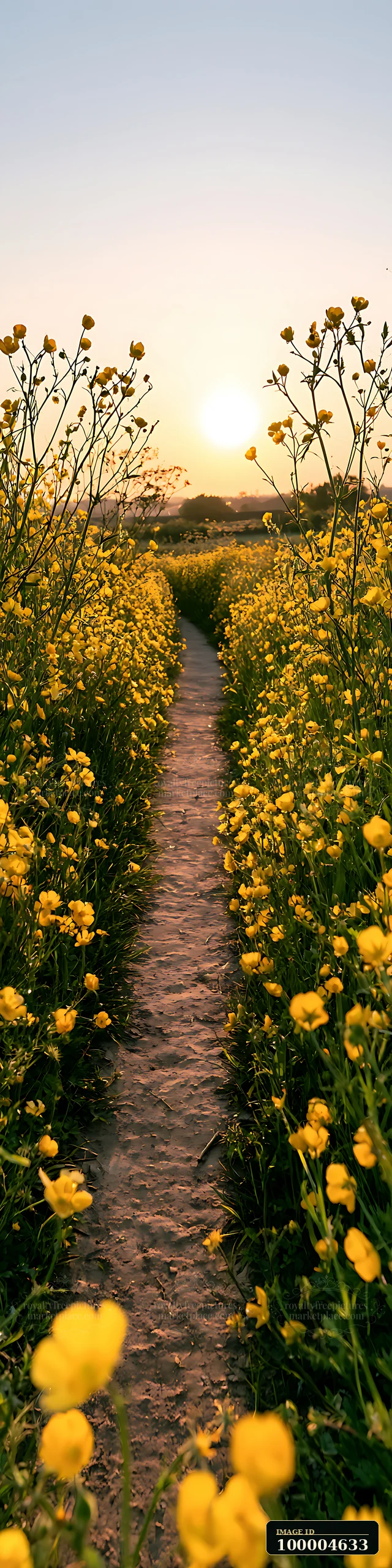 Narrow dirt path winding through yellow buttercups in a sunlit field at sunset.