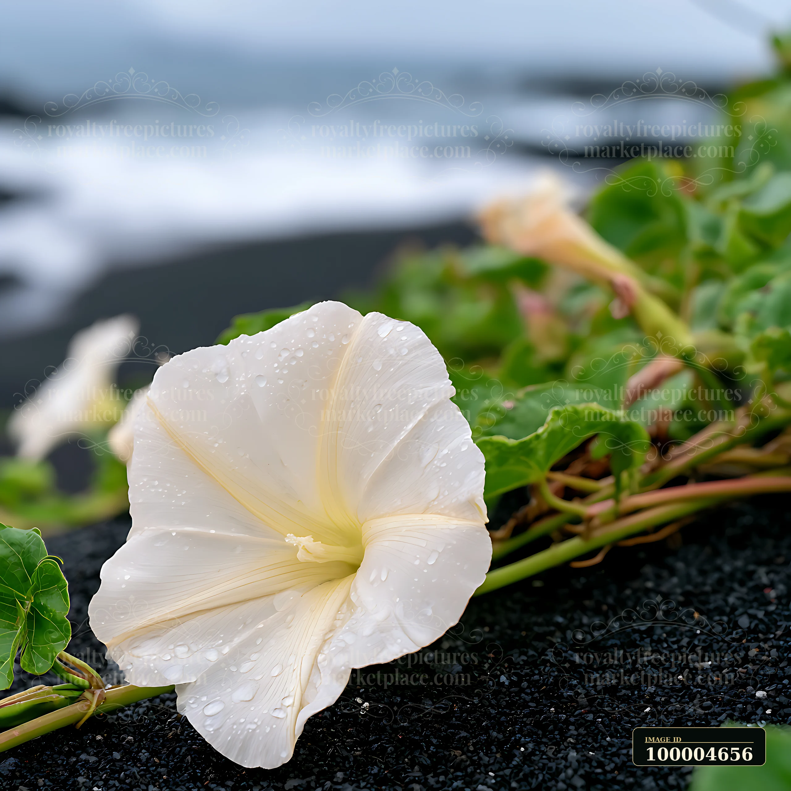 A white flower blooms on black sand near the shoreline with ocean waves in the background.
