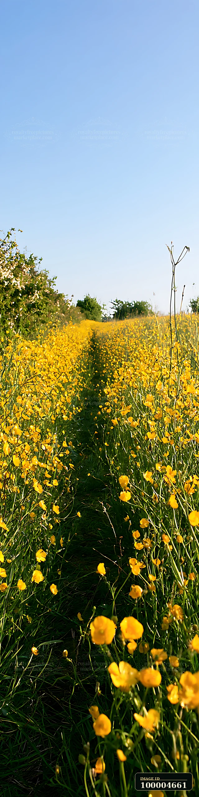 Yellow buttercups cover a sunlit field beside a narrow grassy path under a clear blue sky.