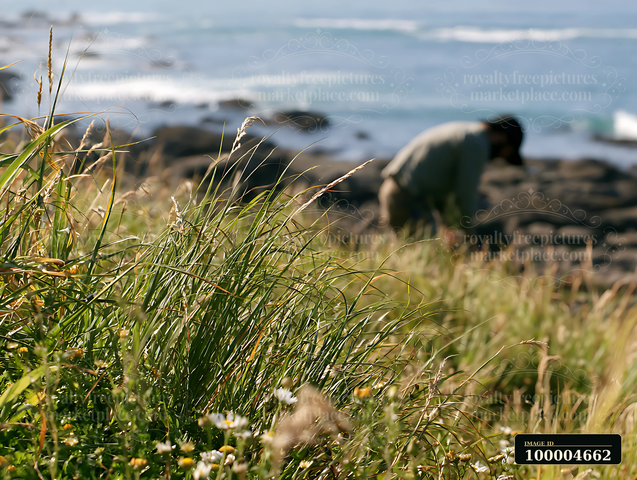 Tall grasses and wildflowers fill a coastal meadow beside rocky shoreline, with dark rocks and blue ocean in the background.