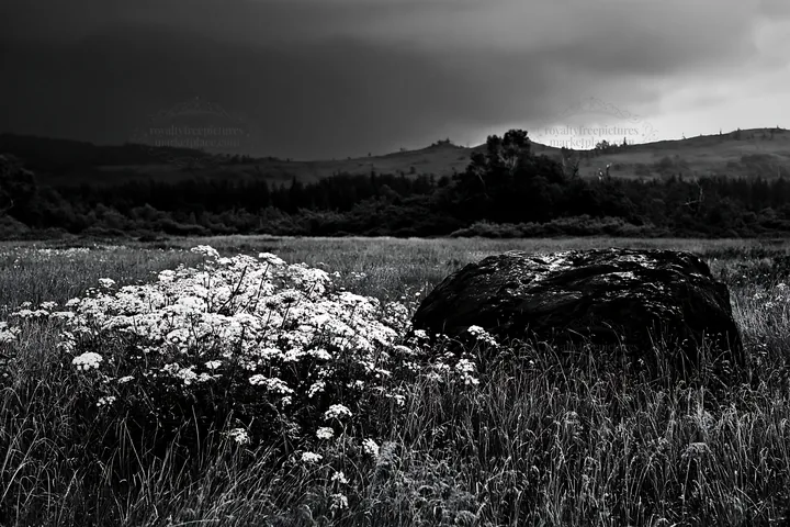 Black and white aomori climate resilient meadow with boulder in cloudy weather - AI-generated stock image