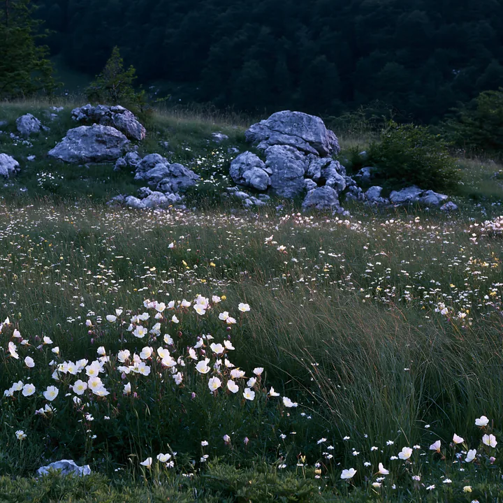 Night-blooming flowers in a meadow with rocks - AI-generated stock image