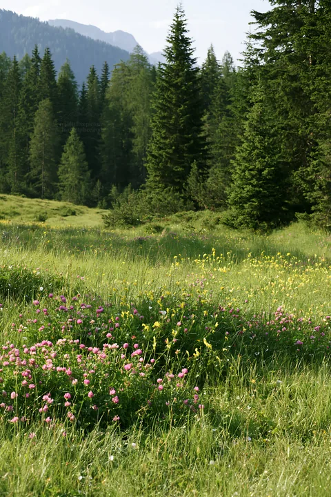 Pine forest meadow with wildflowers in bright sunlight - AI-generated stock image