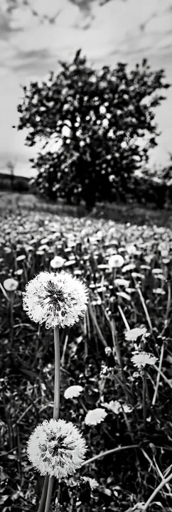 Dandelion meadow with tree in background - AI-generated stock image