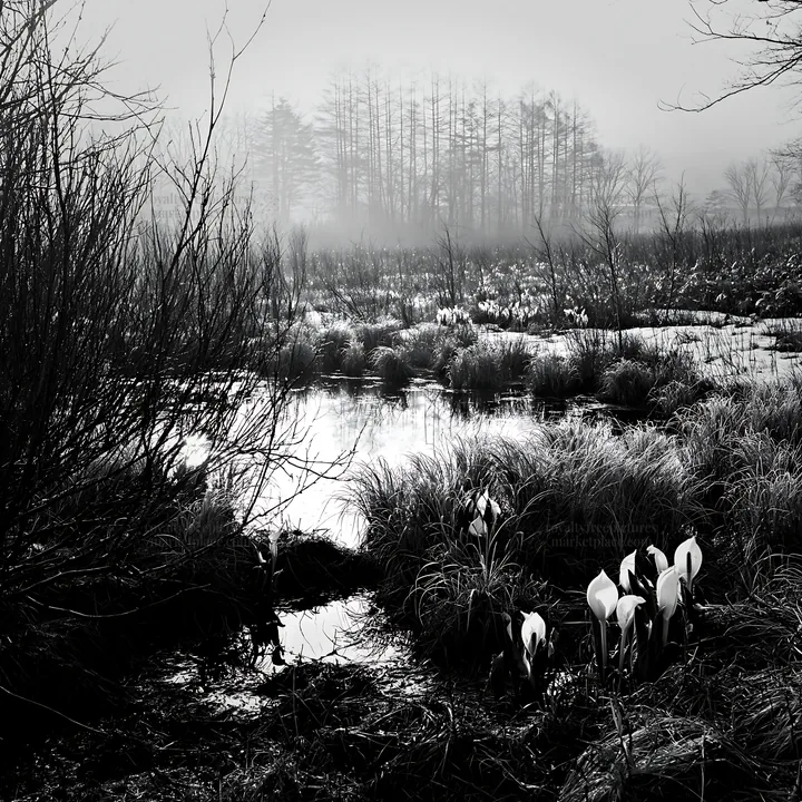 Black and white akita snowmelt meadow with silver grasses and white flowers - AI-generated stock image