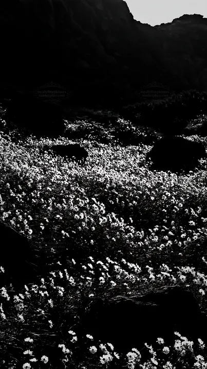 Yamanashi meadow with basalt stones and white flowers - AI-generated stock image
