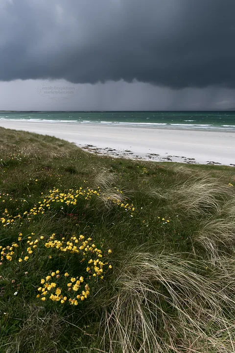 Climate-resilient meadow with dark clouds over sandy beach - AI-generated stock image