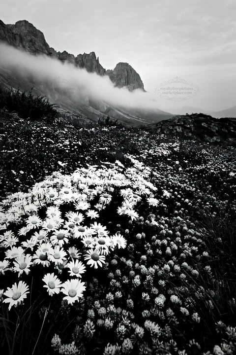 Black and white colorful daisy meadow with mountains and fog in the background - AI-generated stock image