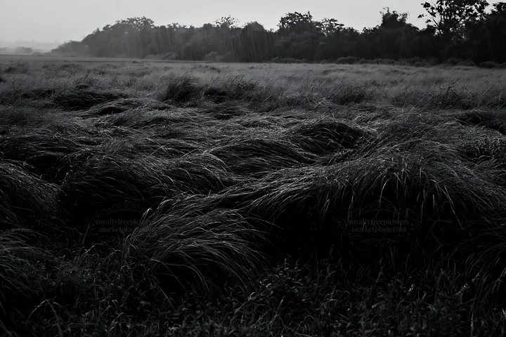 Black and white kochi monsoon meadow rain beaded grasses in a lush landscape - AI-generated stock image