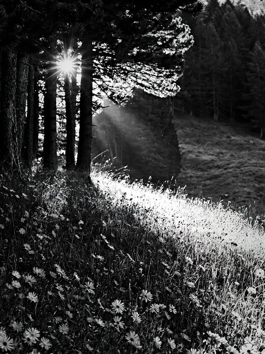 Sunbeams shining through trees in Alpe di Siusi meadow - AI-generated stock image