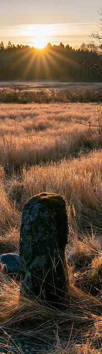 Miyagi spring recovery meadow mossy stone at sunrise - AI-generated stock image