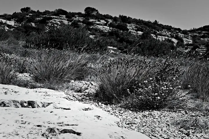Black and white drought-tolerant meadow with flowers and rocky terrain - AI-generated stock image