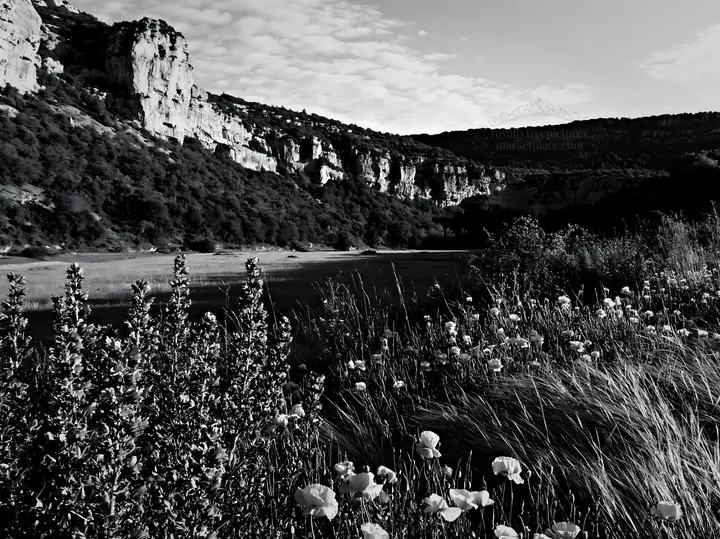 Poppy larkspur meadow by the cliffs at sunset - AI-generated stock image