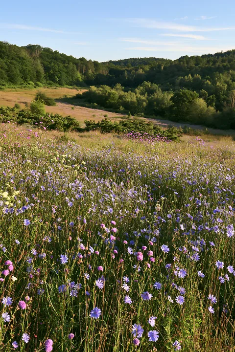 Sainfoin chicory meadow in summer sunlight - AI-generated stock image