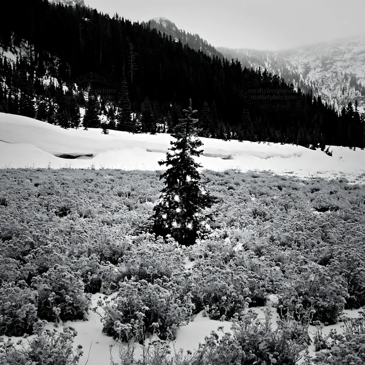 Christmas tree with lights in snowy mountain valley meadow - AI-generated stock image