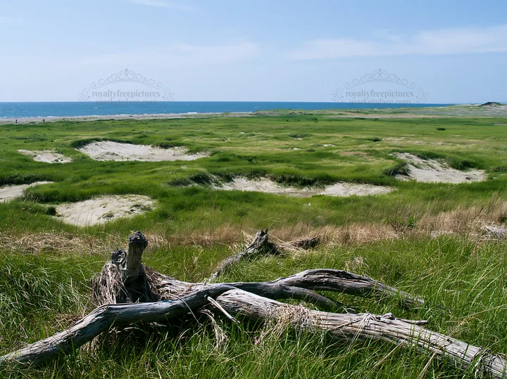 Chiba coastal climate meadow driftwood foreground under blue sky - AI-generated stock image