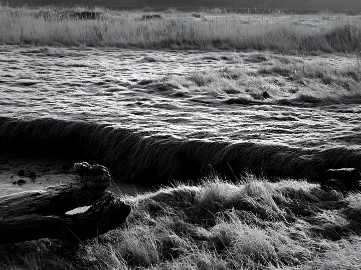 Black and white nagasaki coastal meadow driftwood foreground mood - AI-generated stock image