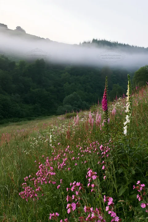Meadow with campion and mist in green landscape - AI-generated stock image