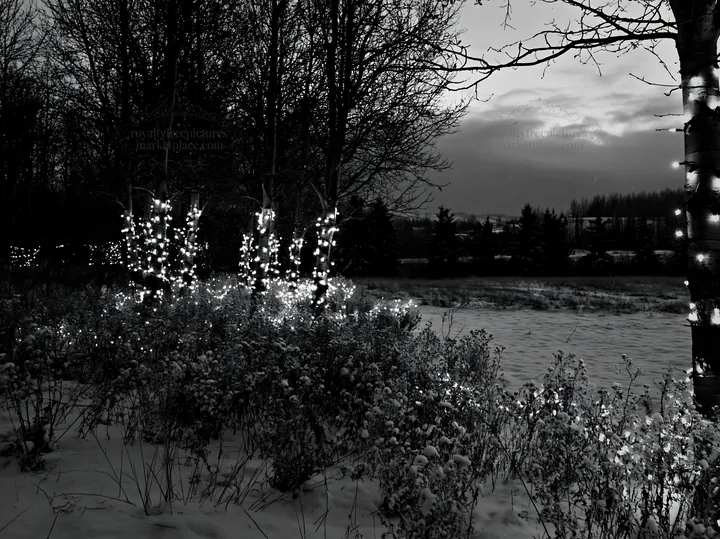 Wide Christmas meadow with native flowers and fairy lights - AI-generated stock image