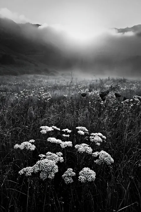 Black and white cloudy foothill meadow with wildflowers and morning light - AI-generated stock image