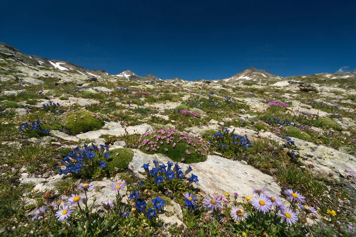 Biodiverse meadow filled with colorful flowers and rocks - AI-generated stock image