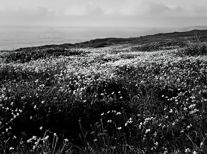 Portuguese meadow with flowers above Atlantic coast - AI-generated stock image
