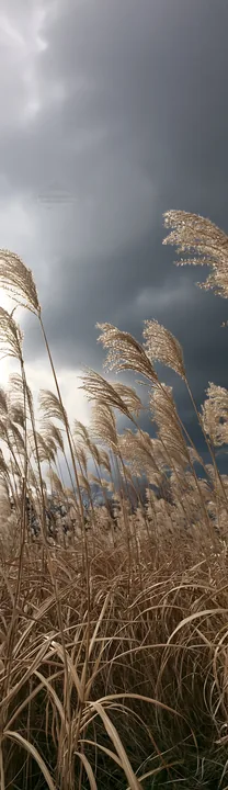 Hokkaido silver grass meadow with dark clouds in the background - AI-generated stock image