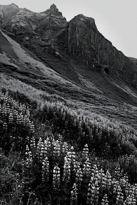 Meadow filled with flowers beneath rocky crags - AI-generated stock image