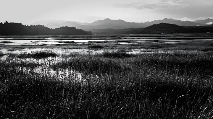Dew on meadow in Niigata floodplain during early morning light - AI-generated stock image