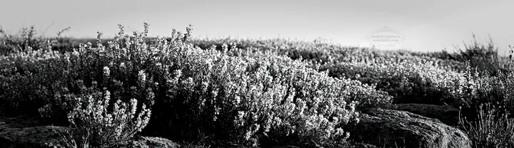 Black and white kyoto spring wildflower meadow stone foreground - AI-generated stock image