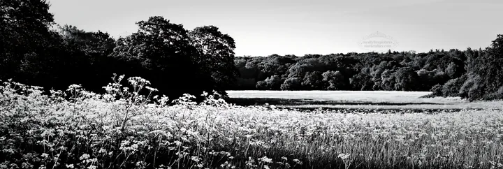 Black and white cow parsley meadow in a sunny landscape - AI-generated stock image