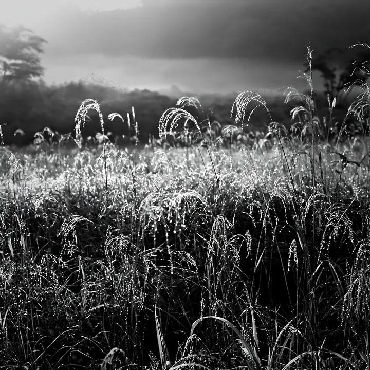 Black and white iwate rain refreshed meadow seedhead foreground - AI-generated stock image