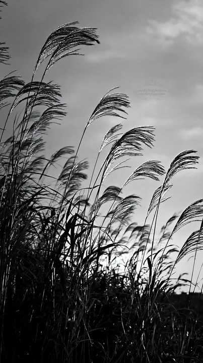 Black and white tottori windy meadow with dune grasses at sunset - AI-generated stock image