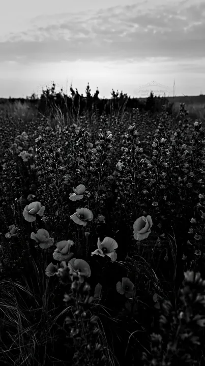 Poppy and viper's-bugloss flowers in a meadow at dusk - AI-generated stock image