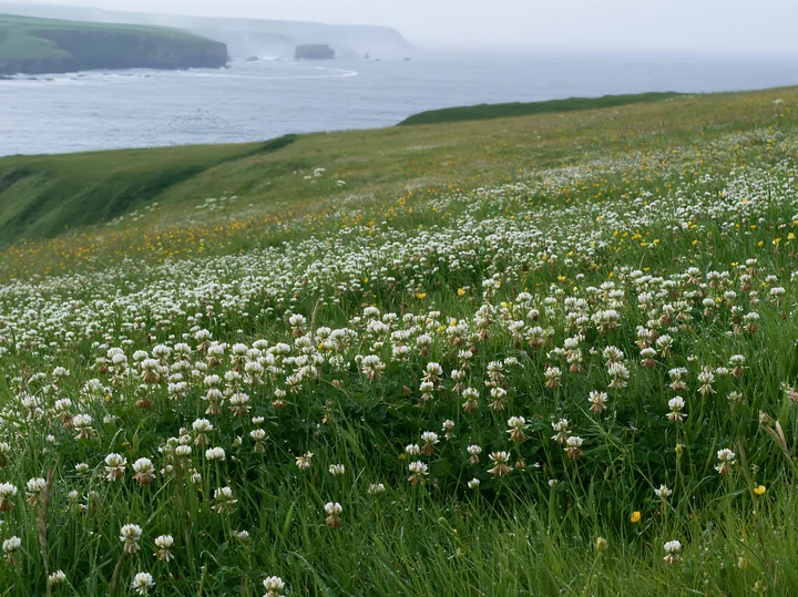 Coastal cliff meadow with blooming flowers and ocean view - AI-generated stock image