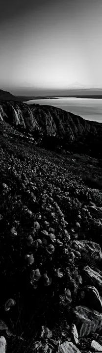 Black and white croatian meadow above Adriatic coast with red flowers - AI-generated stock image