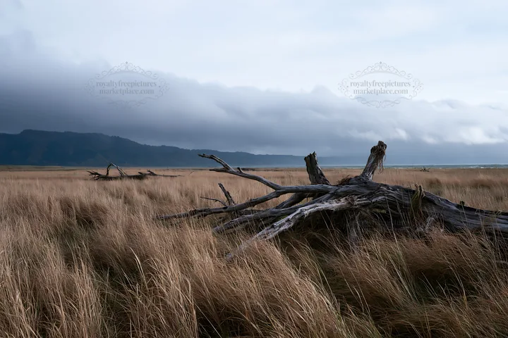 Ishikawa coastal meadow storm washed driftwood on the shore - AI-generated stock image