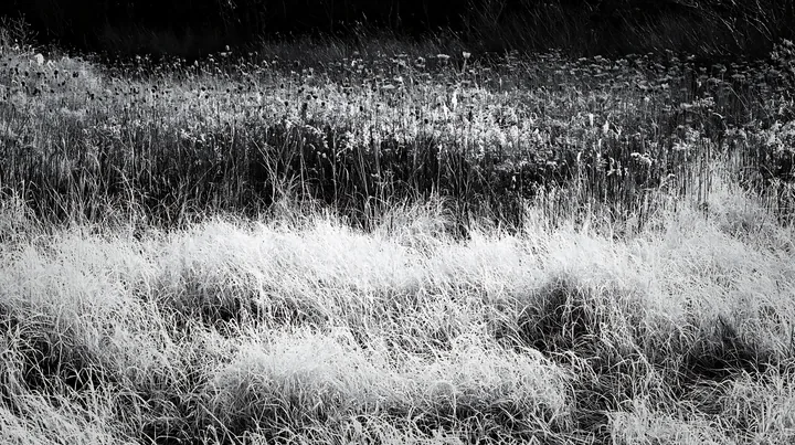 Black and white tokyo urban biodiversity meadow with seedheads in late afternoon - AI-generated stock image