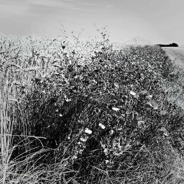 Black and white colorful cornflower meadow with wildflowers beside wheat field - AI-generated stock image