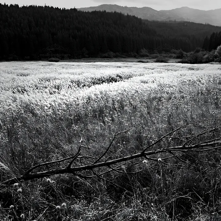Black and white yamagata rewilded meadow fallen branch foreground - AI-generated stock image