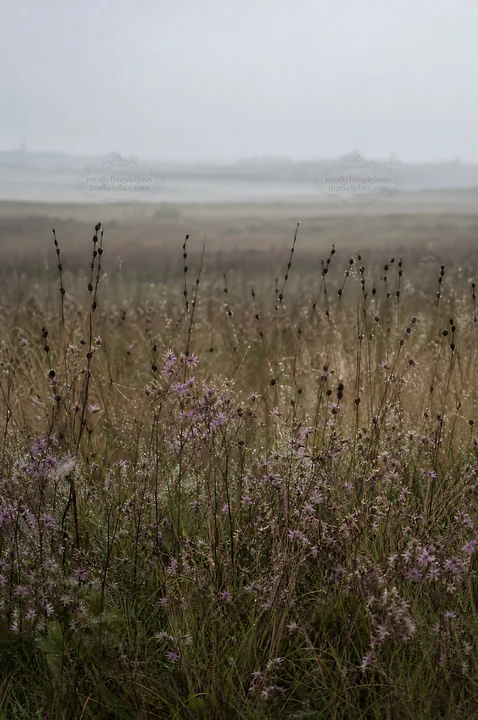Dewy meadow with wildflowers in a misty morning landscape - AI-generated stock image