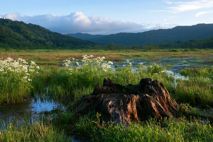 Fukushima native meadow with weathered stump and greenery - AI-generated stock image